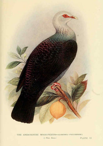 Reproducción/Reproduction 6197377531: Indian pigeons and doves London,Witherby & Co.,1913