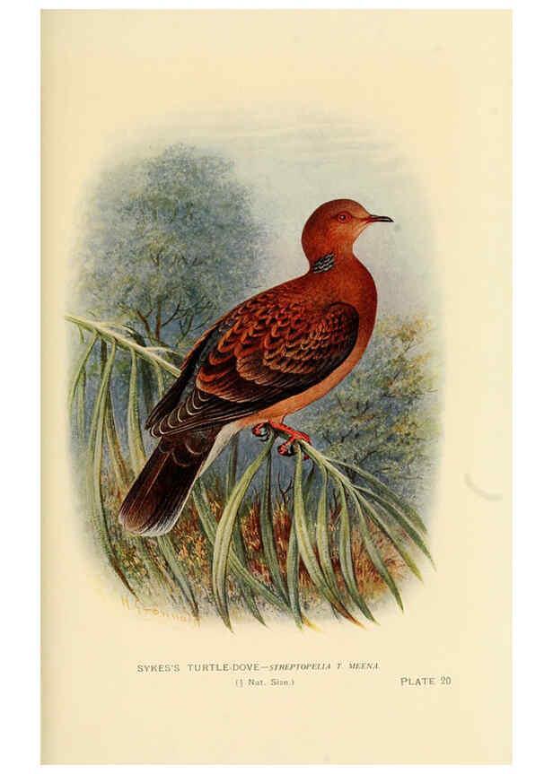 Reproducción/Reproduction 6197377685: Indian pigeons and doves London,Witherby & Co.,1913