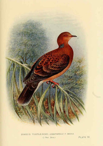 Reproducción/Reproduction 6197377685: Indian pigeons and doves London,Witherby & Co.,1913