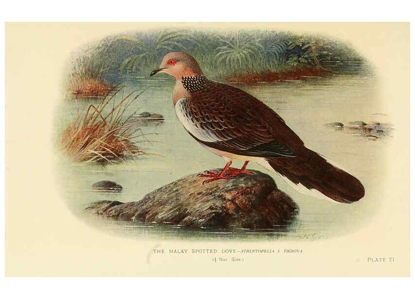 Reproducción/Reproduction 6197897506: Indian pigeons and doves London,Witherby & Co.,1913