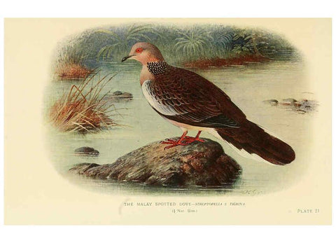 Reproducción/Reproduction 6197897506: Indian pigeons and doves London,Witherby & Co.,1913
