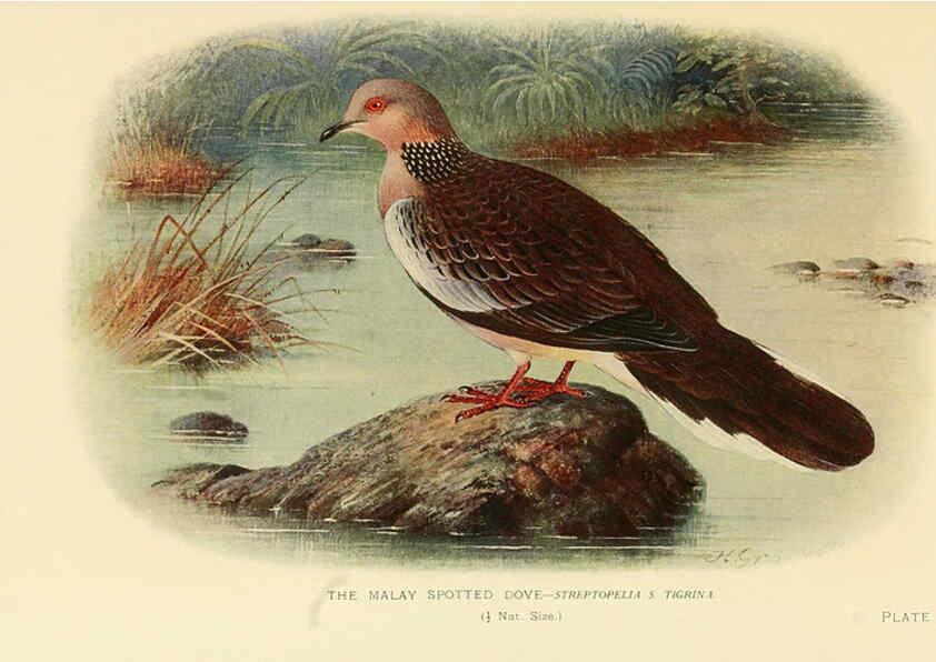 Reproducción/Reproduction 6197897506: Indian pigeons and doves London,Witherby & Co.,1913