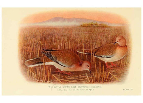 Reproducción/Reproduction 6197897662: Indian pigeons and doves London,Witherby & Co.,1913