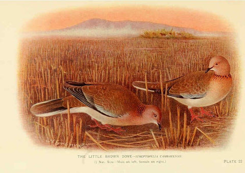 Reproducción/Reproduction 6197897662: Indian pigeons and doves London,Witherby & Co.,1913