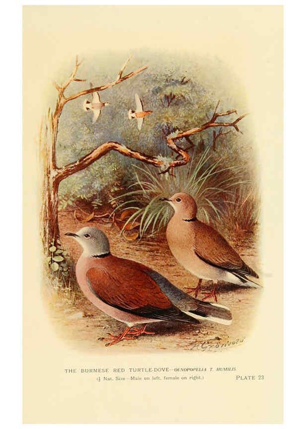 Reproducción/Reproduction 6197378245: Indian pigeons and doves London,Witherby & Co.,1913