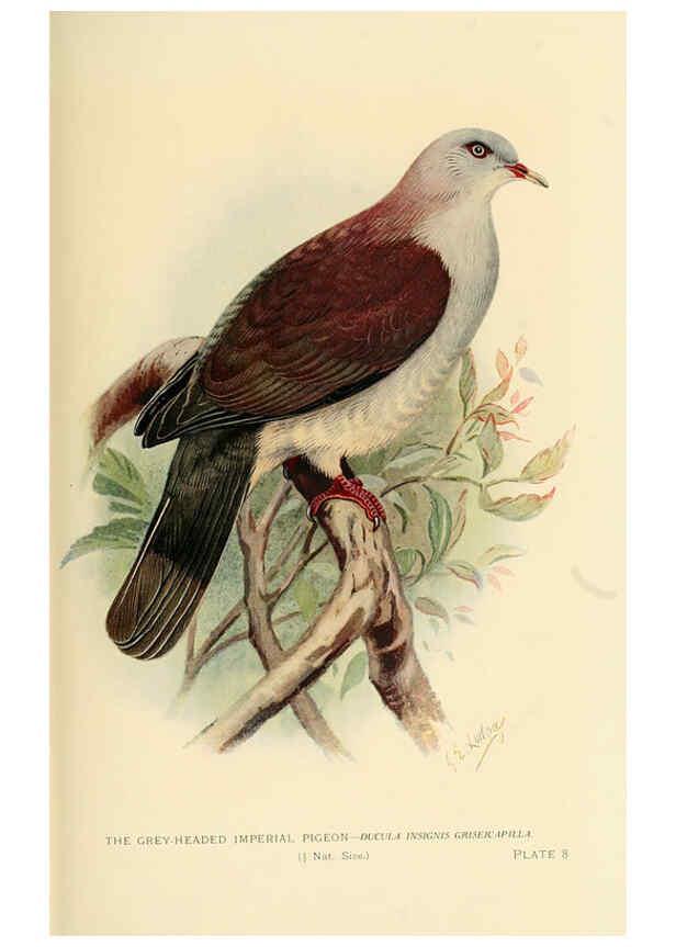 Reproducción/Reproduction 6197895230: Indian pigeons and doves London,Witherby & Co.,1913