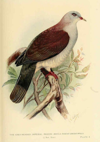 Reproducción/Reproduction 6197895230: Indian pigeons and doves London,Witherby & Co.,1913