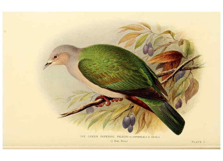 Reproducción/Reproduction 6197894986: Indian pigeons and doves London,Witherby & Co.,1913