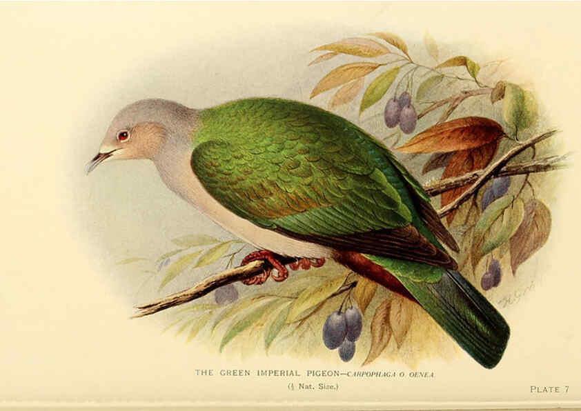 Reproducción/Reproduction 6197894986: Indian pigeons and doves London,Witherby & Co.,1913