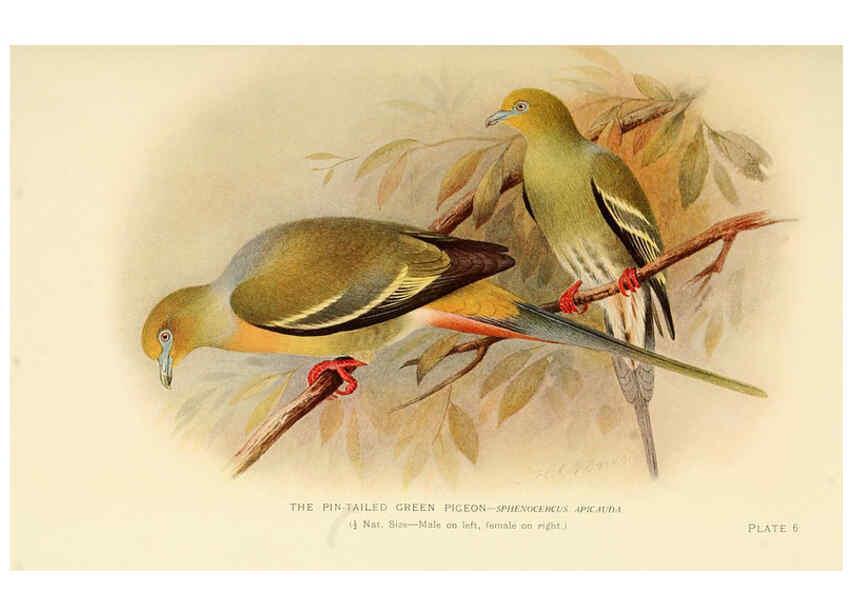 Reproducción/Reproduction 6197375155: Indian pigeons and doves London,Witherby & Co.,1913
