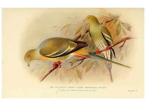 Reproducción/Reproduction 6197375155: Indian pigeons and doves London,Witherby & Co.,1913