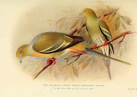 Reproducción/Reproduction 6197375155: Indian pigeons and doves London,Witherby & Co.,1913