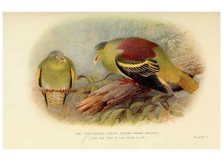 Reproducción/Reproduction 6197894642: Indian pigeons and doves London,Witherby & Co.,1913