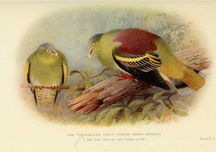 Reproducción/Reproduction 6197894642: Indian pigeons and doves London,Witherby & Co.,1913