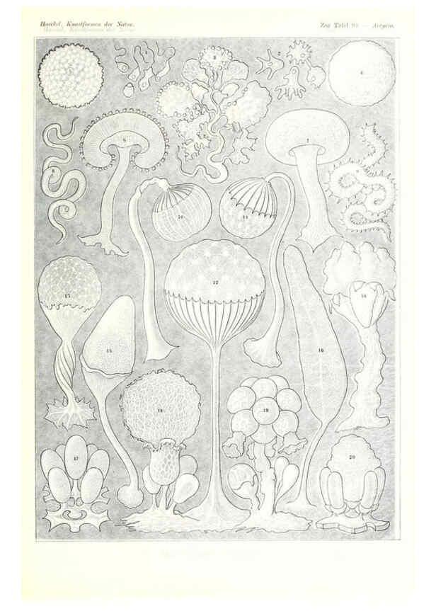 Reproducción/Reproduction 6197853604: Kunstformen der Natur Leipzig und Wien :Verlag des Bibliographischen Instituts,1904