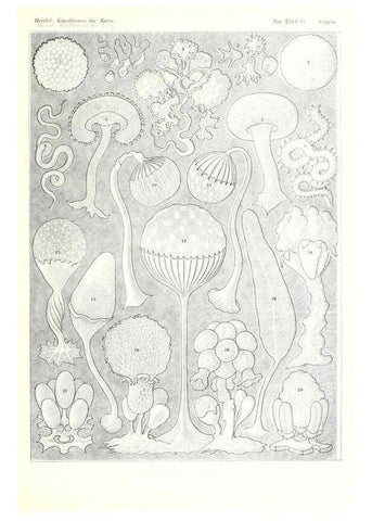Reproducción/Reproduction 6197853604: Kunstformen der Natur Leipzig und Wien :Verlag des Bibliographischen Instituts,1904