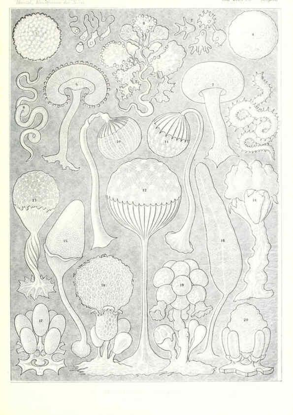 Reproducción/Reproduction 6197853604: Kunstformen der Natur Leipzig und Wien :Verlag des Bibliographischen Instituts,1904