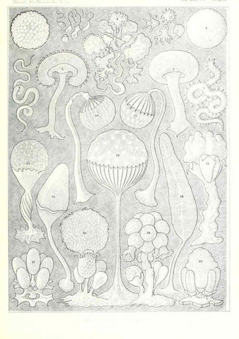 Reproducción/Reproduction 6197853604: Kunstformen der Natur Leipzig und Wien :Verlag des Bibliographischen Instituts,1904
