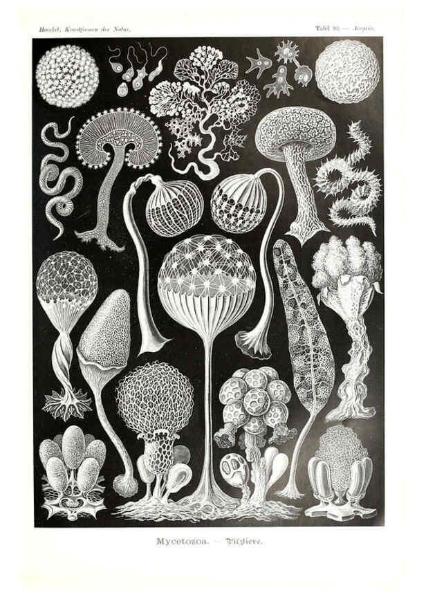 Reproducción/Reproduction 6197334283: Kunstformen der Natur Leipzig und Wien :Verlag des Bibliographischen Instituts,1904