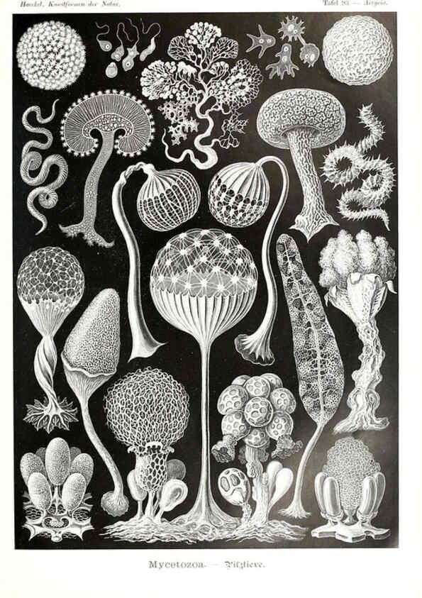 Reproducción/Reproduction 6197334283: Kunstformen der Natur Leipzig und Wien :Verlag des Bibliographischen Instituts,1904