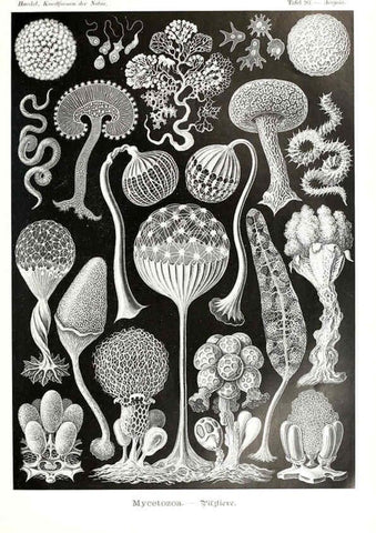 Reproducción/Reproduction 6197334283: Kunstformen der Natur Leipzig und Wien :Verlag des Bibliographischen Instituts,1904