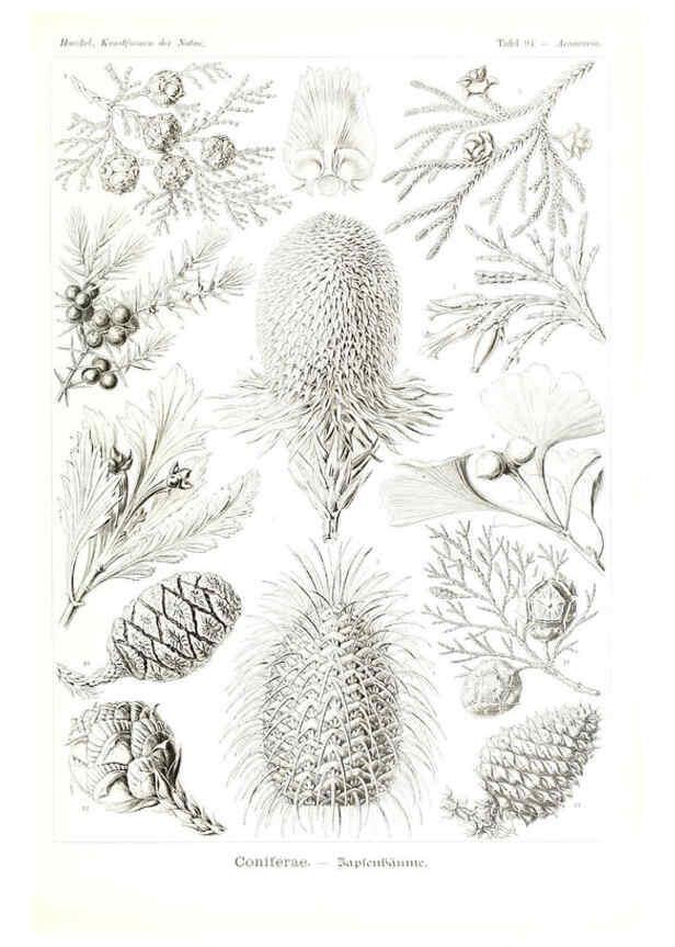Reproducción/Reproduction 6197853884: Kunstformen der Natur Leipzig und Wien :Verlag des Bibliographischen Instituts,1904