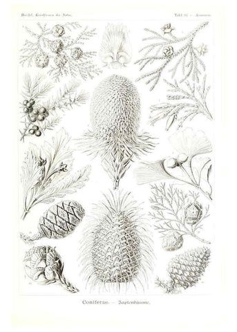 Reproducción/Reproduction 6197853884: Kunstformen der Natur Leipzig und Wien :Verlag des Bibliographischen Instituts,1904