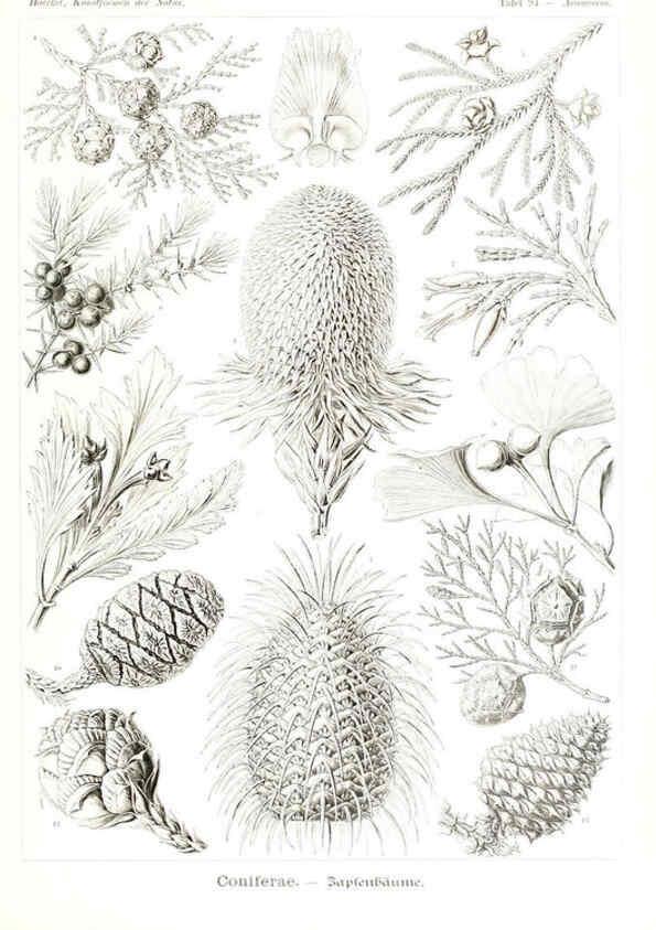 Reproducción/Reproduction 6197853884: Kunstformen der Natur Leipzig und Wien :Verlag des Bibliographischen Instituts,1904