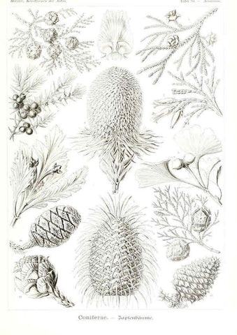 Reproducción/Reproduction 6197853884: Kunstformen der Natur Leipzig und Wien :Verlag des Bibliographischen Instituts,1904