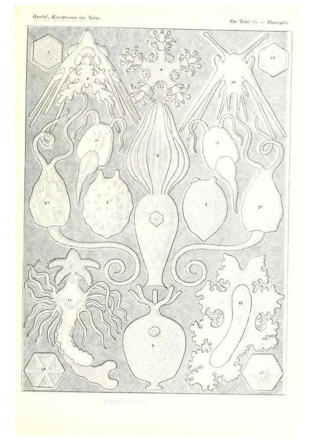 Reproducción/Reproduction 6197334529: Kunstformen der Natur Leipzig und Wien :Verlag des Bibliographischen Instituts,1904