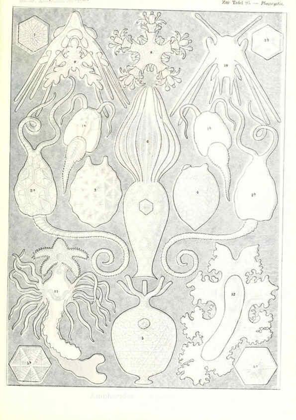Reproducción/Reproduction 6197334529: Kunstformen der Natur Leipzig und Wien :Verlag des Bibliographischen Instituts,1904