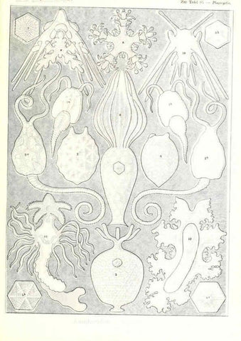 Reproducción/Reproduction 6197334529: Kunstformen der Natur Leipzig und Wien :Verlag des Bibliographischen Instituts,1904