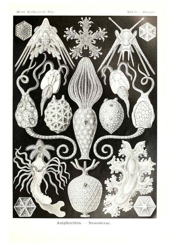Reproducción/Reproduction 6197334707: Kunstformen der Natur Leipzig und Wien :Verlag des Bibliographischen Instituts,1904