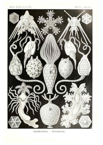 Reproducción/Reproduction 6197334707: Kunstformen der Natur Leipzig und Wien :Verlag des Bibliographischen Instituts,1904