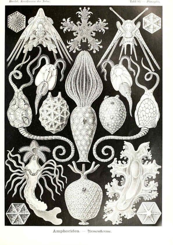 Reproducción/Reproduction 6197334707: Kunstformen der Natur Leipzig und Wien :Verlag des Bibliographischen Instituts,1904