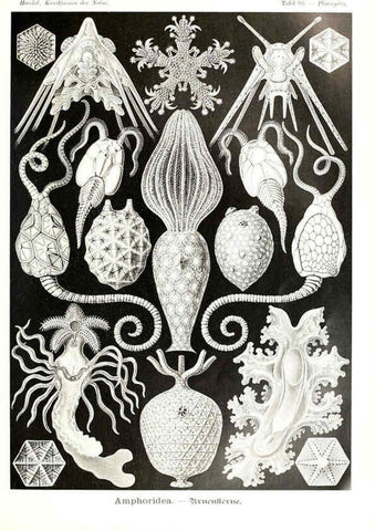 Reproducción/Reproduction 6197334707: Kunstformen der Natur Leipzig und Wien :Verlag des Bibliographischen Instituts,1904