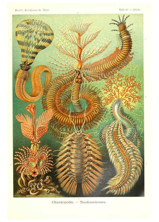 Reproducción/Reproduction 6197854336: Kunstformen der Natur Leipzig und Wien :Verlag des Bibliographischen Instituts,1904