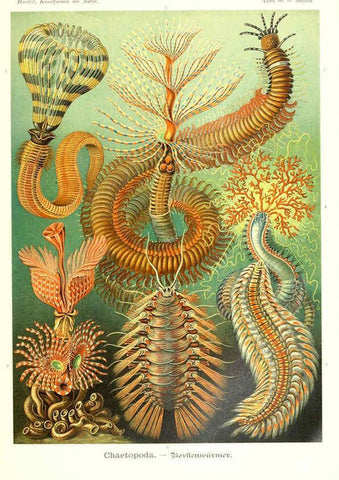 Reproducción/Reproduction 6197854336: Kunstformen der Natur Leipzig und Wien :Verlag des Bibliographischen Instituts,1904