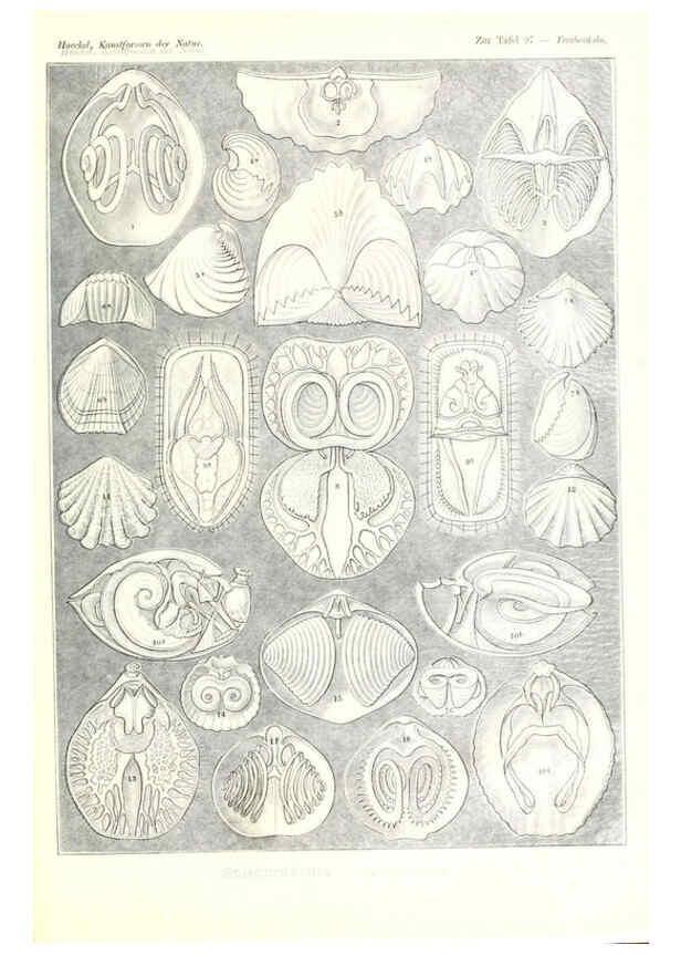 Reproducción/Reproduction 6197854528: Kunstformen der Natur Leipzig und Wien :Verlag des Bibliographischen Instituts,1904