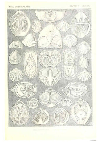 Reproducción/Reproduction 6197854528: Kunstformen der Natur Leipzig und Wien :Verlag des Bibliographischen Instituts,1904