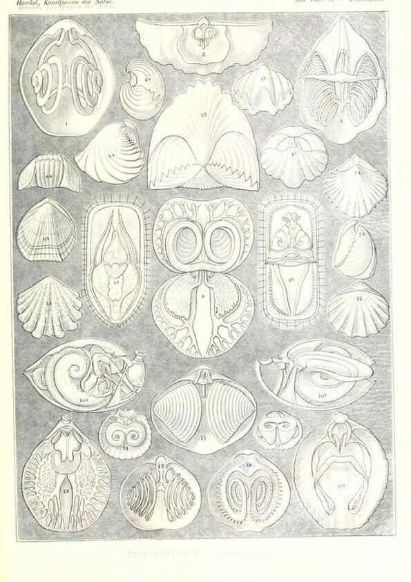Reproducción/Reproduction 6197854528: Kunstformen der Natur Leipzig und Wien :Verlag des Bibliographischen Instituts,1904