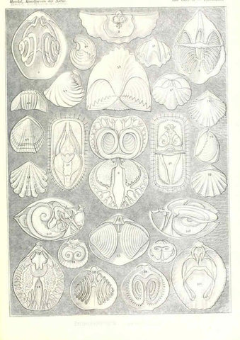 Reproducción/Reproduction 6197854528: Kunstformen der Natur Leipzig und Wien :Verlag des Bibliographischen Instituts,1904