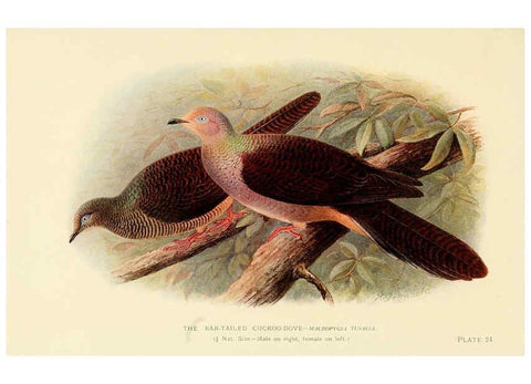 Reproducción/Reproduction 6197898058: Indian pigeons and doves London,Witherby & Co.,1913