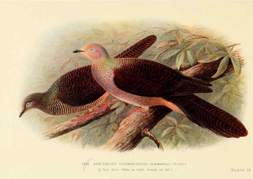 Reproducción/Reproduction 6197898058: Indian pigeons and doves London,Witherby & Co.,1913