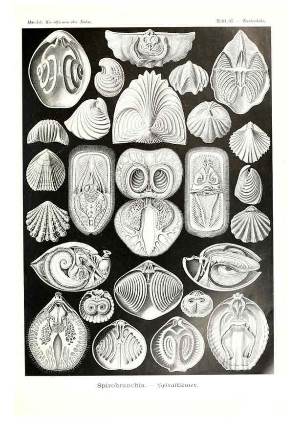Reproducción/Reproduction 6197335165: Kunstformen der Natur Leipzig und Wien :Verlag des Bibliographischen Instituts,1904
