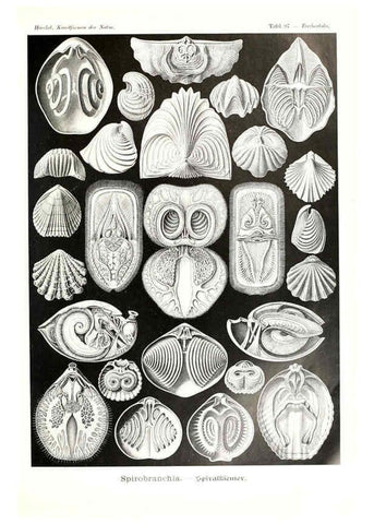 Reproducción/Reproduction 6197335165: Kunstformen der Natur Leipzig und Wien :Verlag des Bibliographischen Instituts,1904