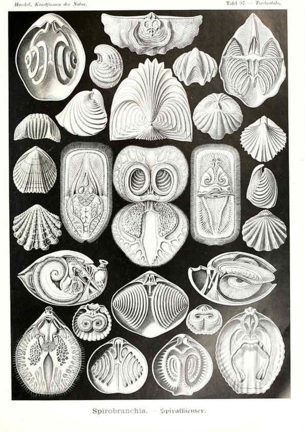 Reproducción/Reproduction 6197335165: Kunstformen der Natur Leipzig und Wien :Verlag des Bibliographischen Instituts,1904