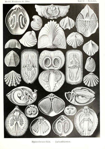 Reproducción/Reproduction 6197335165: Kunstformen der Natur Leipzig und Wien :Verlag des Bibliographischen Instituts,1904