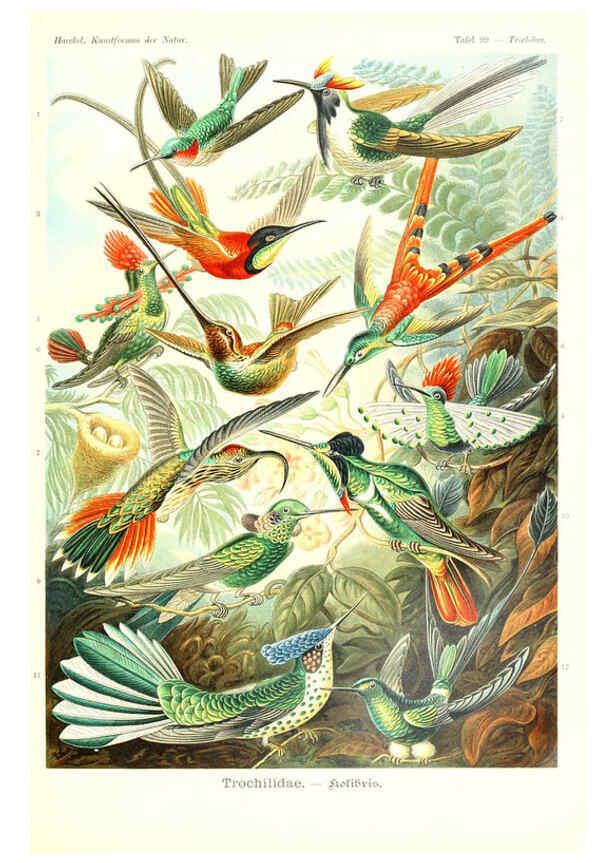 Reproducción/Reproduction 6197854888: Kunstformen der Natur Leipzig und Wien :Verlag des Bibliographischen Instituts,1904