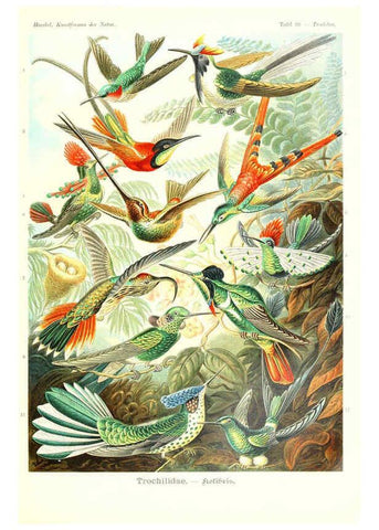 Reproducción/Reproduction 6197854888: Kunstformen der Natur Leipzig und Wien :Verlag des Bibliographischen Instituts,1904